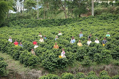 A group of people in a plantages. Operating - Inter-American Development Hill - IDOB