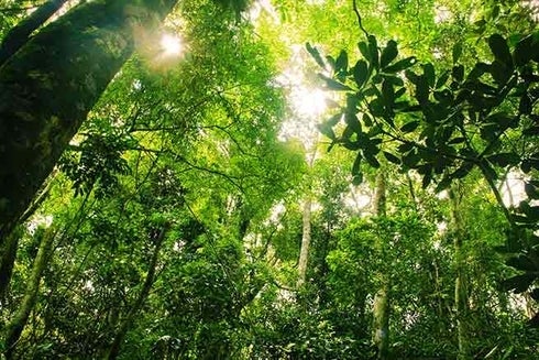 A green jungle with trees and sundown shining throug information. Social development - Inter-American Development Bank - IDB